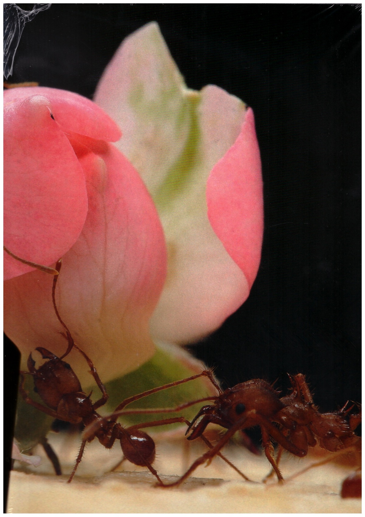 BLOMMERS, Anuschka; SCHUMM, Niels  - More. Blommers & Schumm