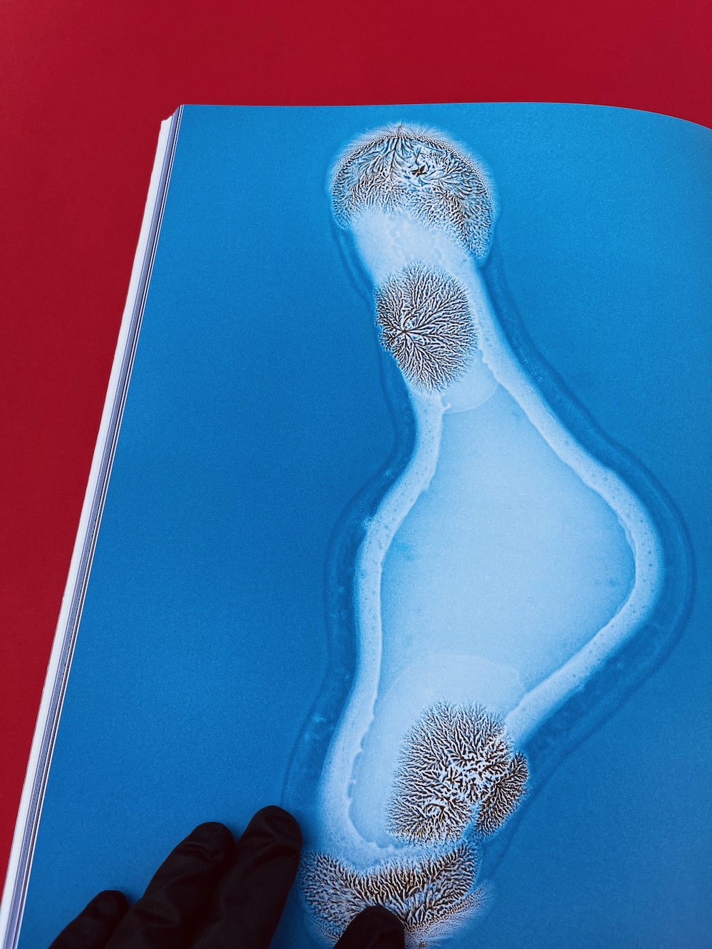 SCHÖNFELD, Sarah Ancelle - Labor Lab